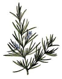 Rosemary Essential Oil