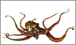 Octopus - Premium Quality, Reliable Fresh Seafood Supplier | High Nutritional Value, Available Nationwide