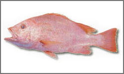 Red Snapper