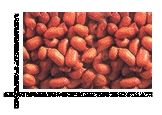 White Red Skin Groundnut Kernels