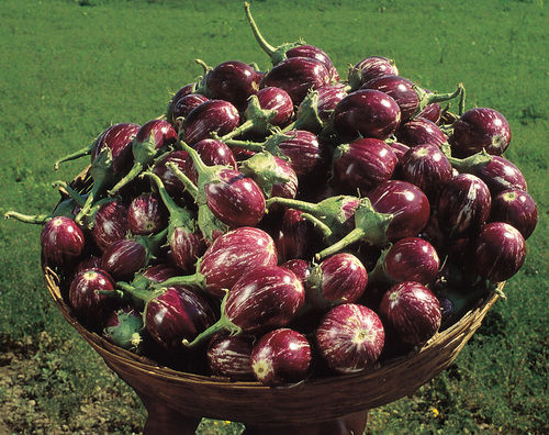 Hybrid Brinjal For Planting