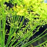 Dill Seed Oil