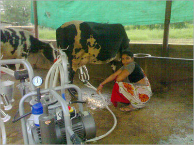 Cow & Buffalo Milking Machine