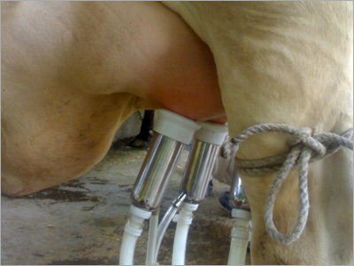 Low Energy Consumption Milking Machinery