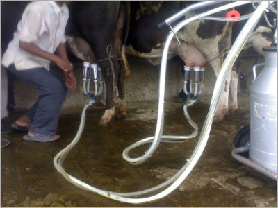 Stainless Steel Milking Machines