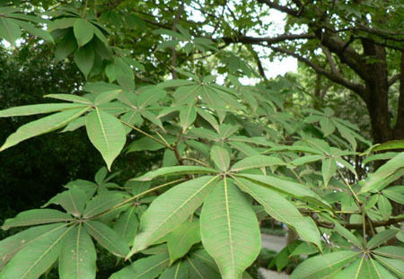 horse chestnut