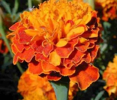 Quality Marigold P.E. (Lutein)