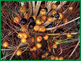Saw Palmetto Fruit Plant Extract