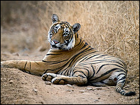 Rajasthan Wildlife Tour By Rajputana Tours PVT. LTD.