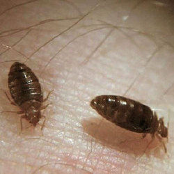 Bed Bugs Controlling Services By East India Pest Control Services