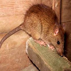 Rodent Control Services By East India Pest Control Services