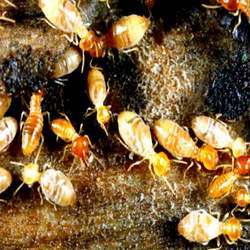 Termite Control Services By East India Pest Control Services