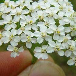 Achillea Millefolium