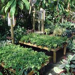 Indoor And Outdoor Plants