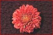 Decorative Tomatored Flower