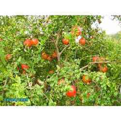 Fresh Pomegranate