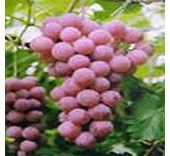 Grape Seed Extract