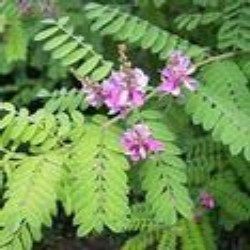 Indigofera Tinctoria