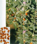 Medlar Extract/Barbury Wolfberry Fruit P.E.