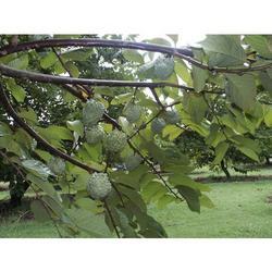 Custard Apple Plantations