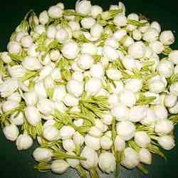 Jasmine Flowers - White Color , Everlasting Fragrance for Beauty Enthusiasts