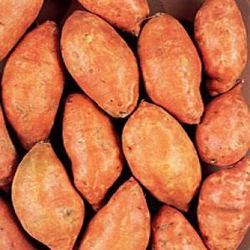 Sweet Potato