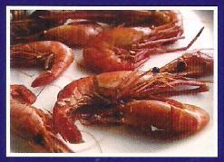 Shrimp Processing Consultancy Services By FOOD AND REFRIGERATION SYSTEMS