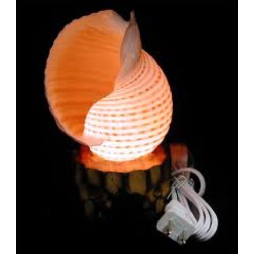 Sea Shell Lamps.