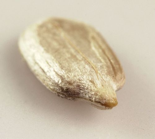 Kernel Sunflower Seeds