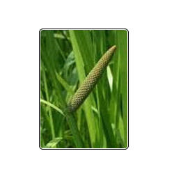 Calamus Essential Oil