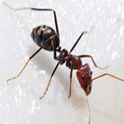Ant Pest Management Service