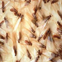 Termites Pest Control Services