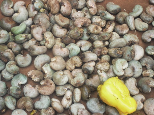 Cashew Nuts - 80kgs Jute Sacks , 180-200 Count With 48-51lbs Out Turn