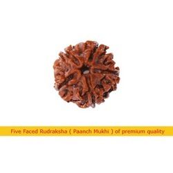 Five Faced Rudraksha