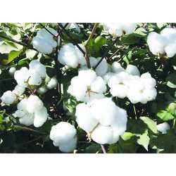 Indian Raw Cotton