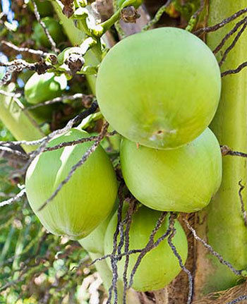 Reddragonimex Coconut