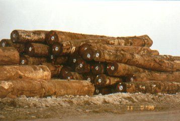 Iroko Logs