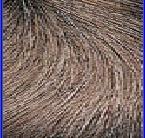 Brown Color Human Hairs