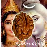 Indian Two Mukhi Rudraksha