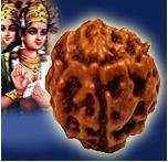 Indonesian Four Mukhi Rudraksha