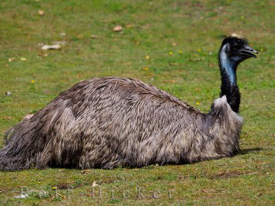 emu birds