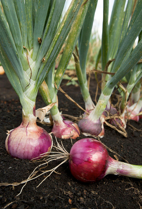 Red Onions