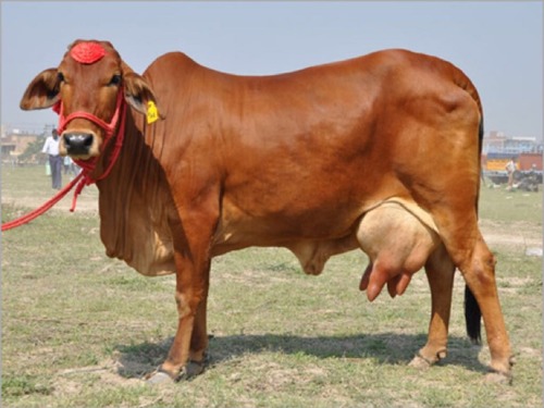 sendafriend cow
