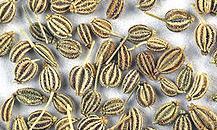 Ajwain Seeds - Trachyspermum Ammi, Rich in Digestive Aids and Traditional Ayurvedic Benefits