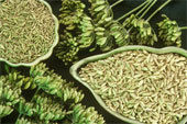 Fennel Seeds