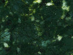 Butterfly Green Granite