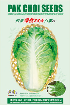 Cabbage Seeds