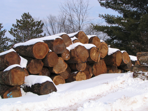 Walnut Veneer Logs