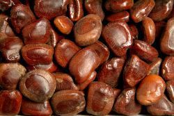 Tamarind Seeds