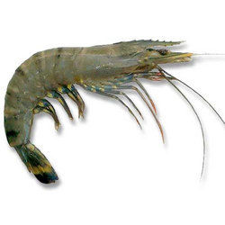 Tiger Prawns